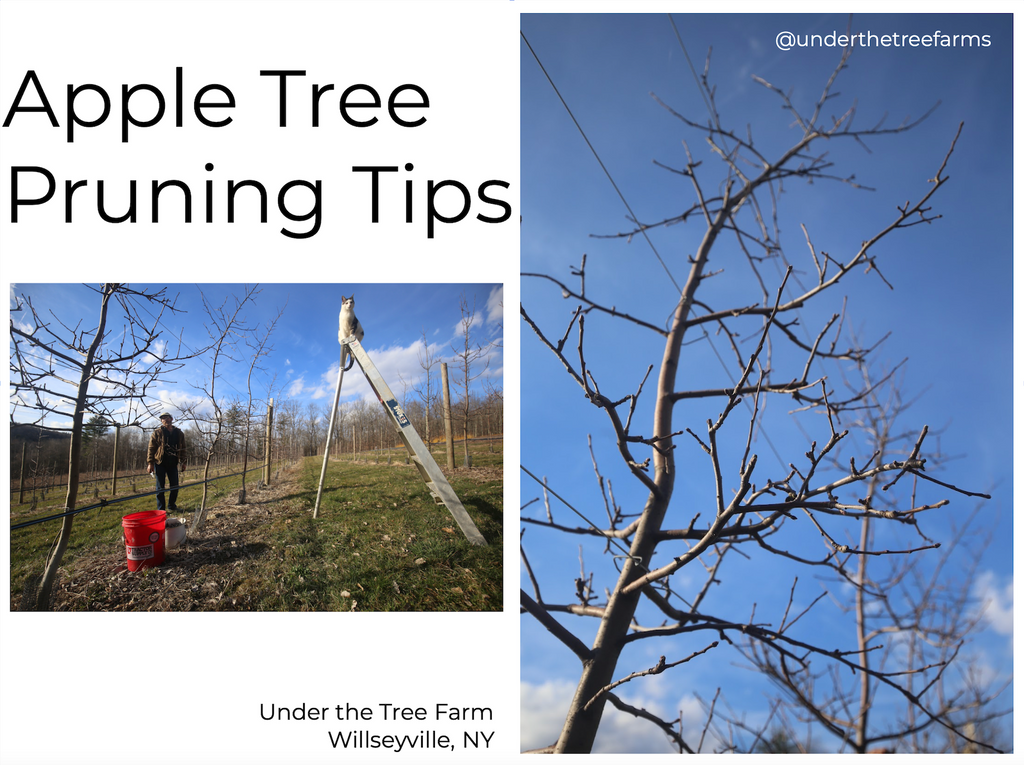 Apple Tree Pruning Tips