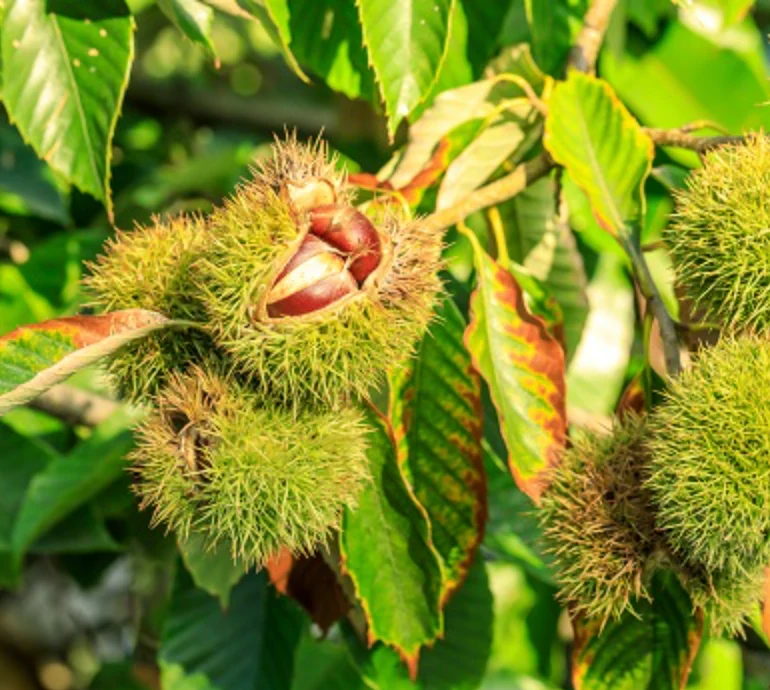 CHESTNUTS