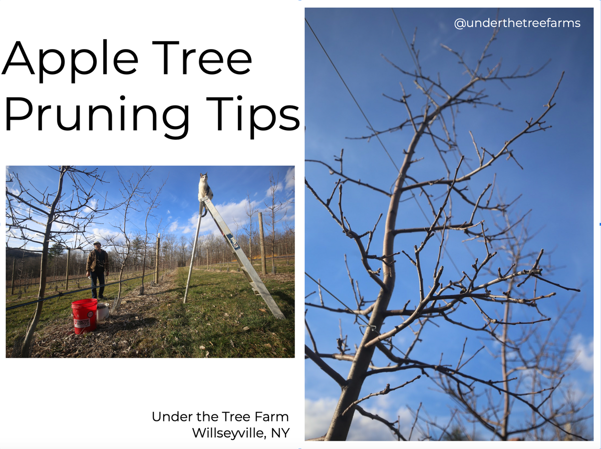 APPLE PRUNING GUIDE – Under the Tree Farm